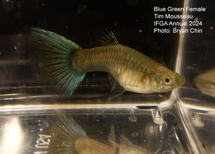 female guppy blue green